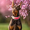 dog, doberman, pet, animal, portrait, outdoor, flower, pink, collar, grass, spring, nature, ears, sitting, canine, background_blur, brown, black, alert, cute