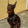doberman, dog, pet, animal, sitting, outdoor, pavement, yellow_wall, collar, portrait, ears_up, alert, canine, stone_floor, brown, black, domestic_animal, watchful, companion, necklace