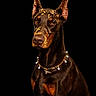 doberman, dog, animal, portrait, black_background, necklace, pearl, gold_chain, gold_flakes, sleek_coat, ears_up, alert, studio_lighting, pet, canine, closeup, sitting, majestic, dark, decorative
