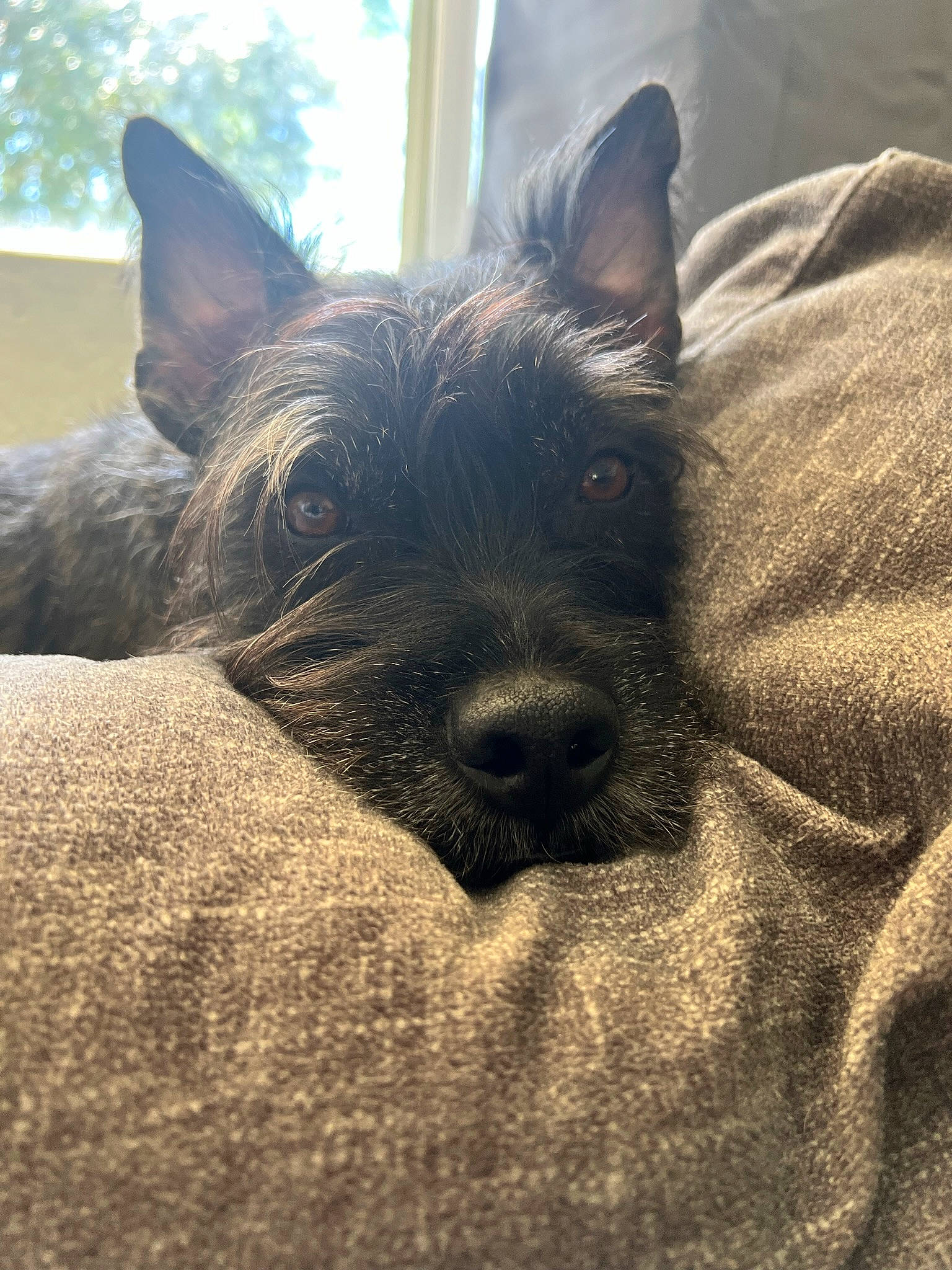 Jake joined the competition — help win amazing prizes! canidae, carnivore, comfort, companion_dog, dog, dog_breed, ear, eye, fawn, felidae, fur, non_sporting_group, small_terrier, snout, sporting_group, terrestrial_animal, toy_dog, whiskers, working_animal