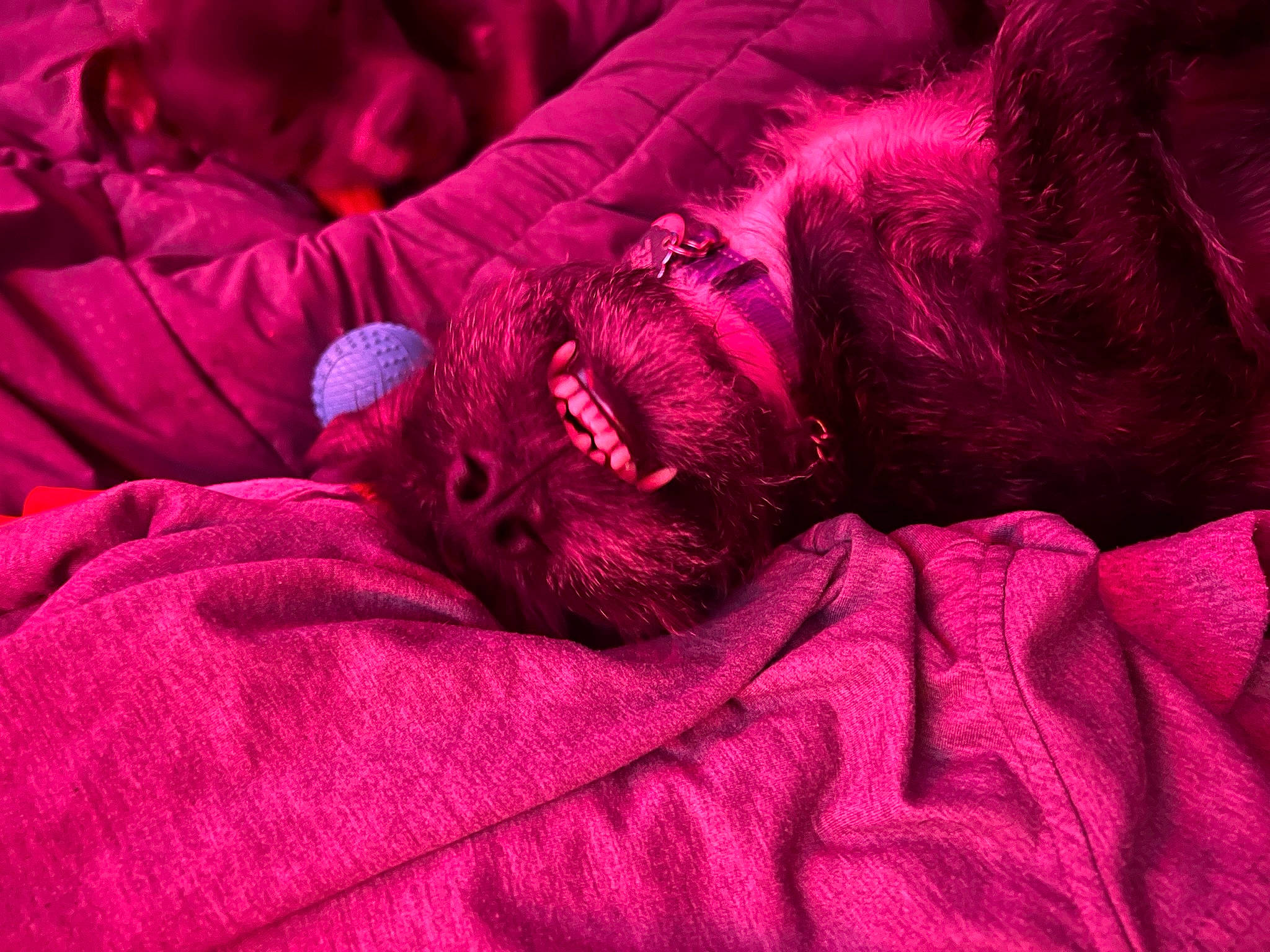 Jake joined the competition — help win amazing prizes! bed_sheet, bedding, carmine, carnivore, comfort, companion_dog, dog, electric_blue, fur, grey, linens, magenta, pattern, pink, purple, room, sleeve, violet, wool, woven_fabric