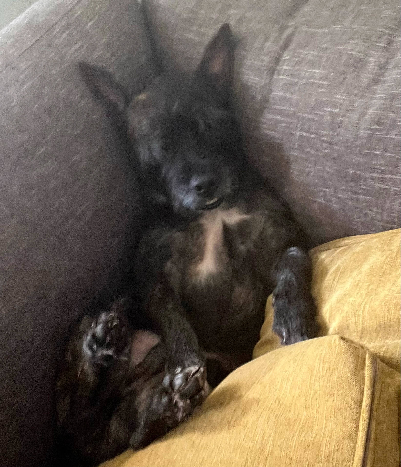 Jake joined the competition — help win amazing prizes! canidae, carnivore, comfort, companion_dog, couch, dog, dog_breed, fawn, felidae, fur, grey, guard_dog, nap, small_to_medium_sized_cats, sporting_group, tail, terrestrial_animal, toy_dog, whiskers, working_animal