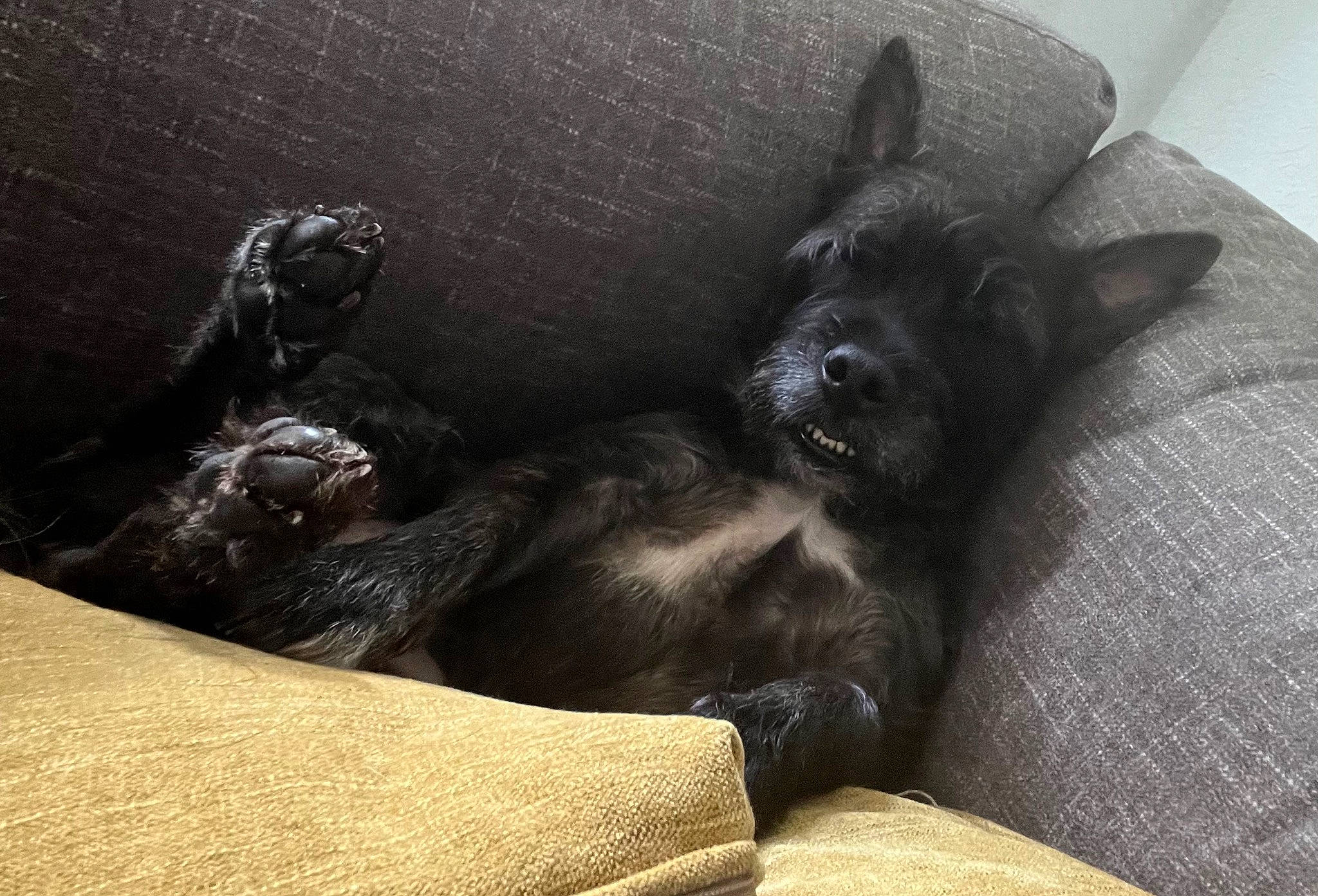 Jake is registered to the contest to win money with this photo: canidae, carnivore, comfort, companion_dog, dog, dog_breed, ear, felidae, fur, grey, guard_dog, liver, nap, paw, sporting_group, tail, terrestrial_animal, toy_dog, whiskers, working_animal