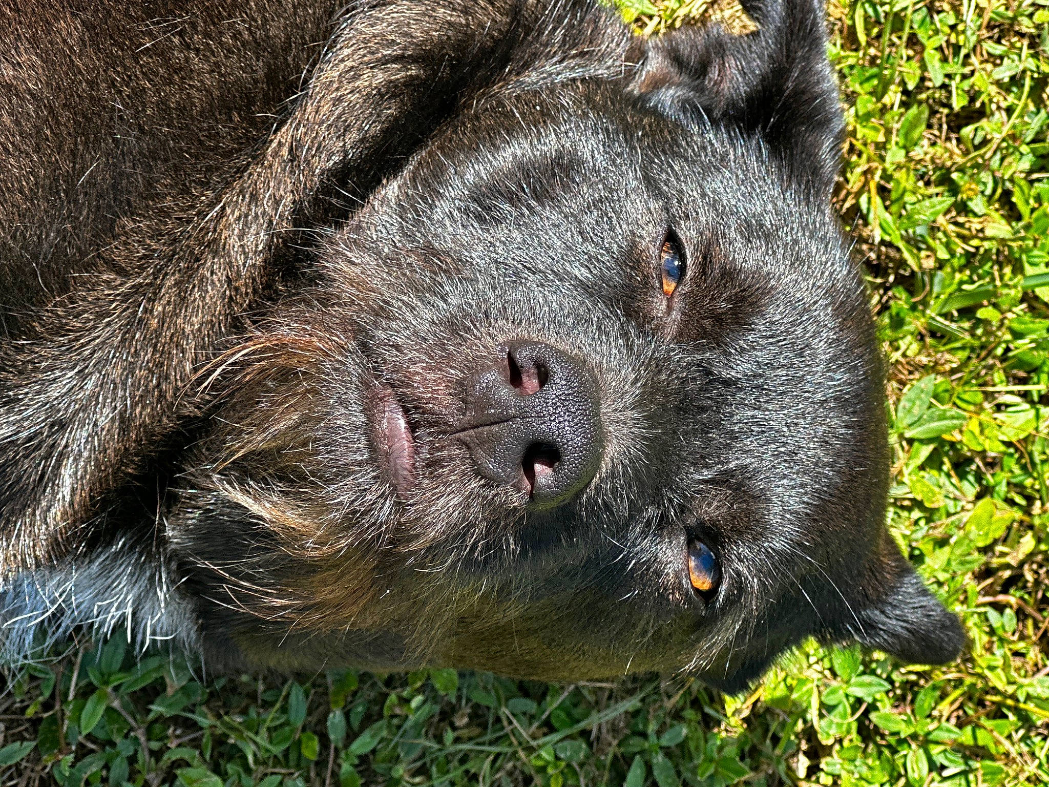 Broly is registered to the contest to win money with this photo: carnivore, fur, grass, groundcover, marsupial, natural_material, paw, peccary, plant, snout, suidae, tasmanian_devil, terrestrial_animal, whiskers