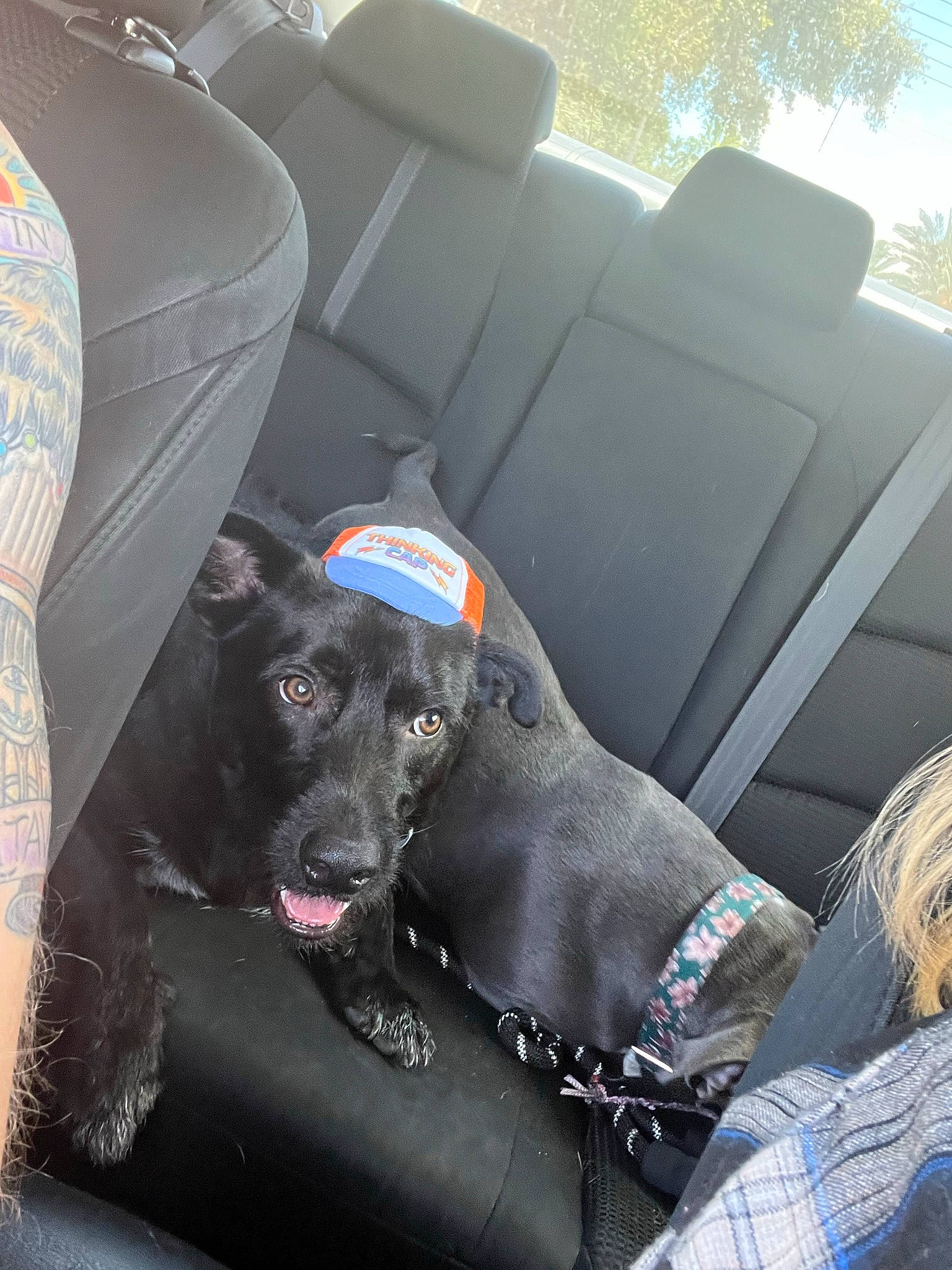 Broly joined the competition — help win amazing prizes! auto_part, automotive_design, automotive_exterior, car, car_seat, car_seat_cover, carnivore, comfort, companion_dog, dog, dog_breed, dog_collar, family_car, head_restraint, land_vehicle, luxury_vehicle, motor_vehicle, vehicle, vehicle_door, working_animal