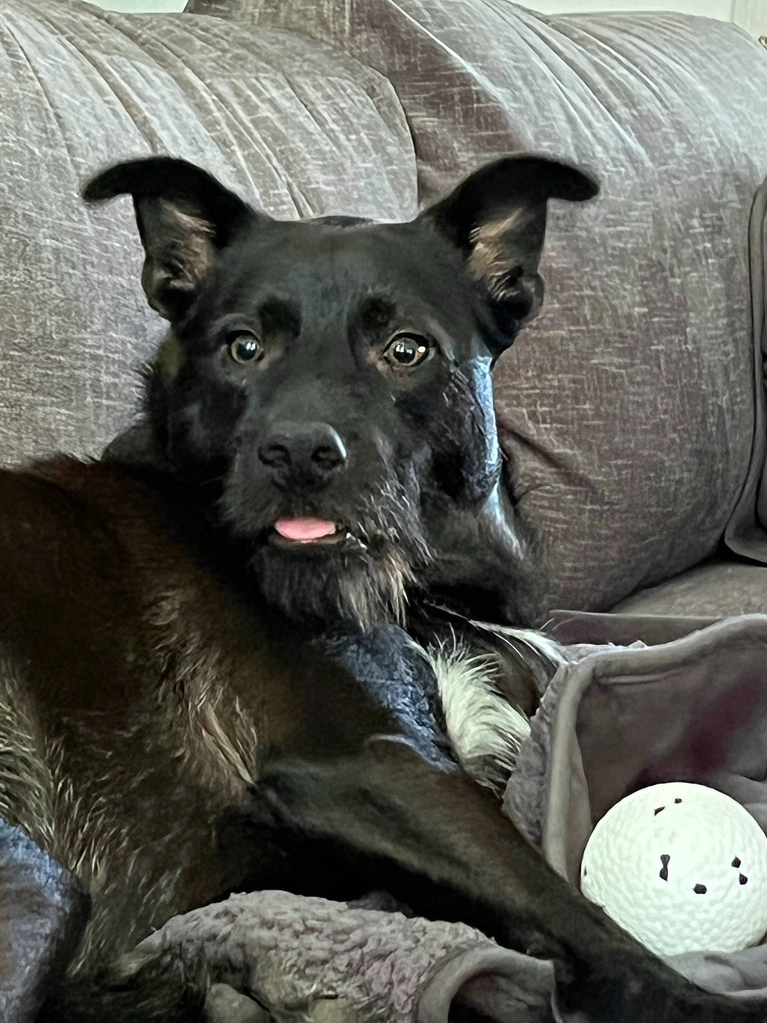 Broly is registered to the contest to win money with this photo: ball, canidae, carnivore, comfort, companion_dog, dog, dog_breed, fawn, fur, grey, guard_dog, non_sporting_group, snout, sporting_group, terrestrial_animal, whiskers, working_animal, working_dog