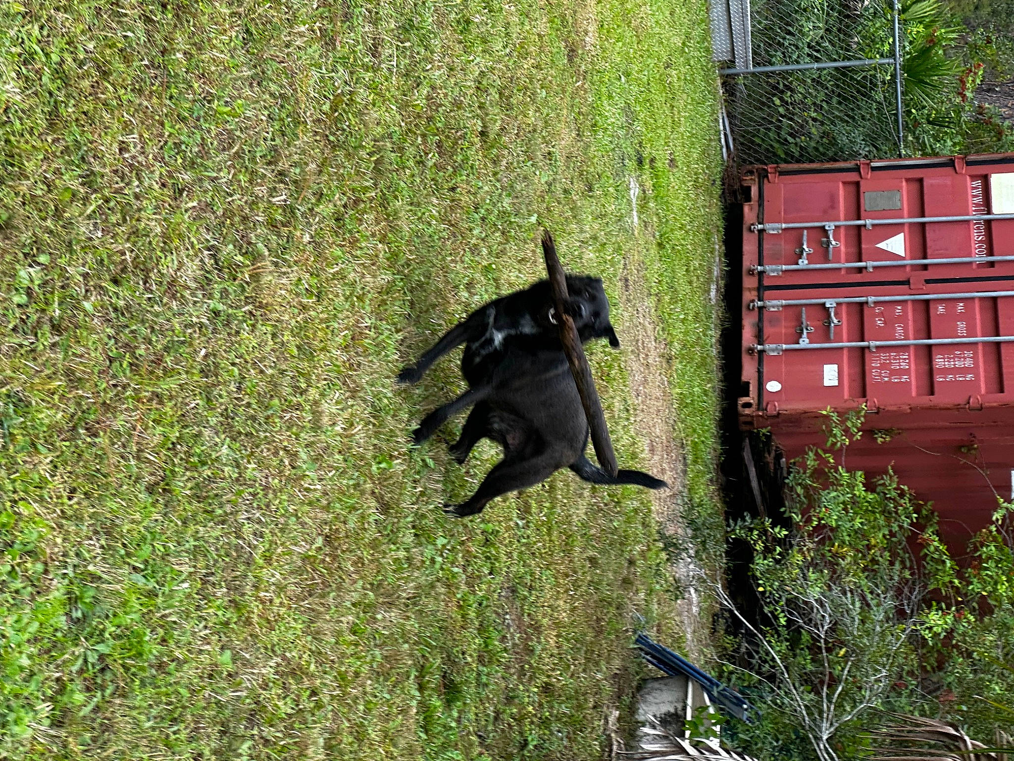 Broly joined the competition — help win amazing prizes! building, canidae, carnivore, dog, dog_breed, grass, groundcover, guard_dog, house, pasture, plant, shadow, shrub, sporting_group, tail, tree, window, working_animal, working_dog, yard