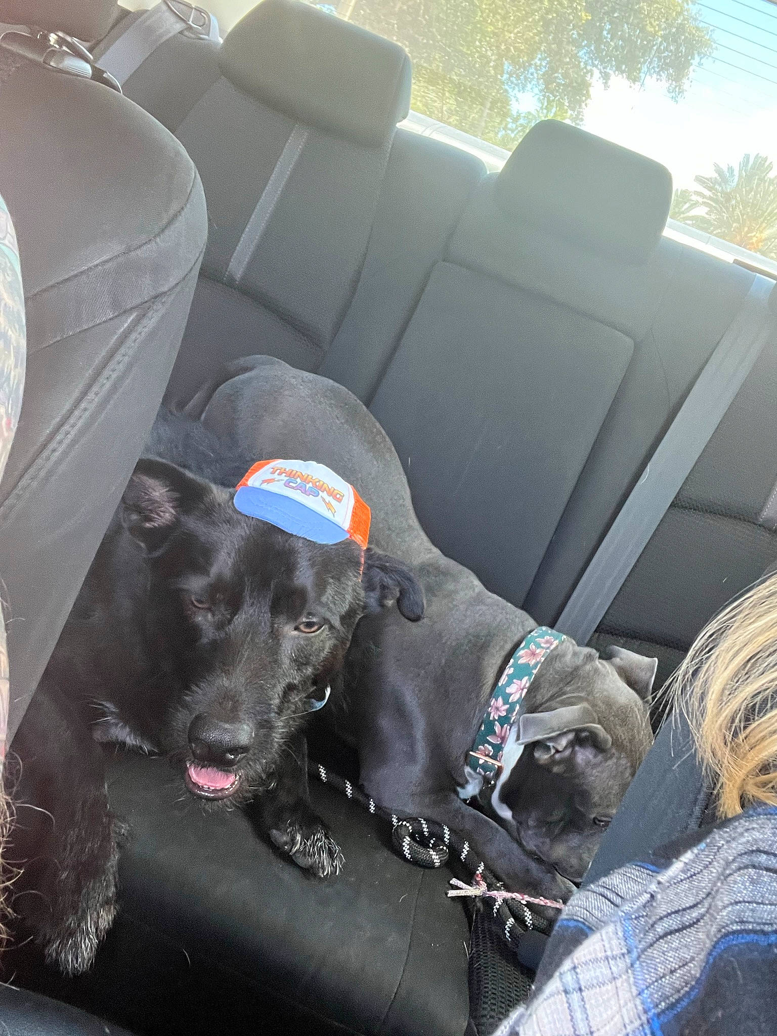 Khal joined the competition — help win amazing prizes! auto_part, automotive_exterior, car, car_seat, car_seat_cover, carnivore, comfort, companion_dog, dog, dog_breed, dog_collar, family_car, head_restraint, luxury_vehicle, motor_vehicle, snout, sporting_group, vehicle, vehicle_door, working_animal