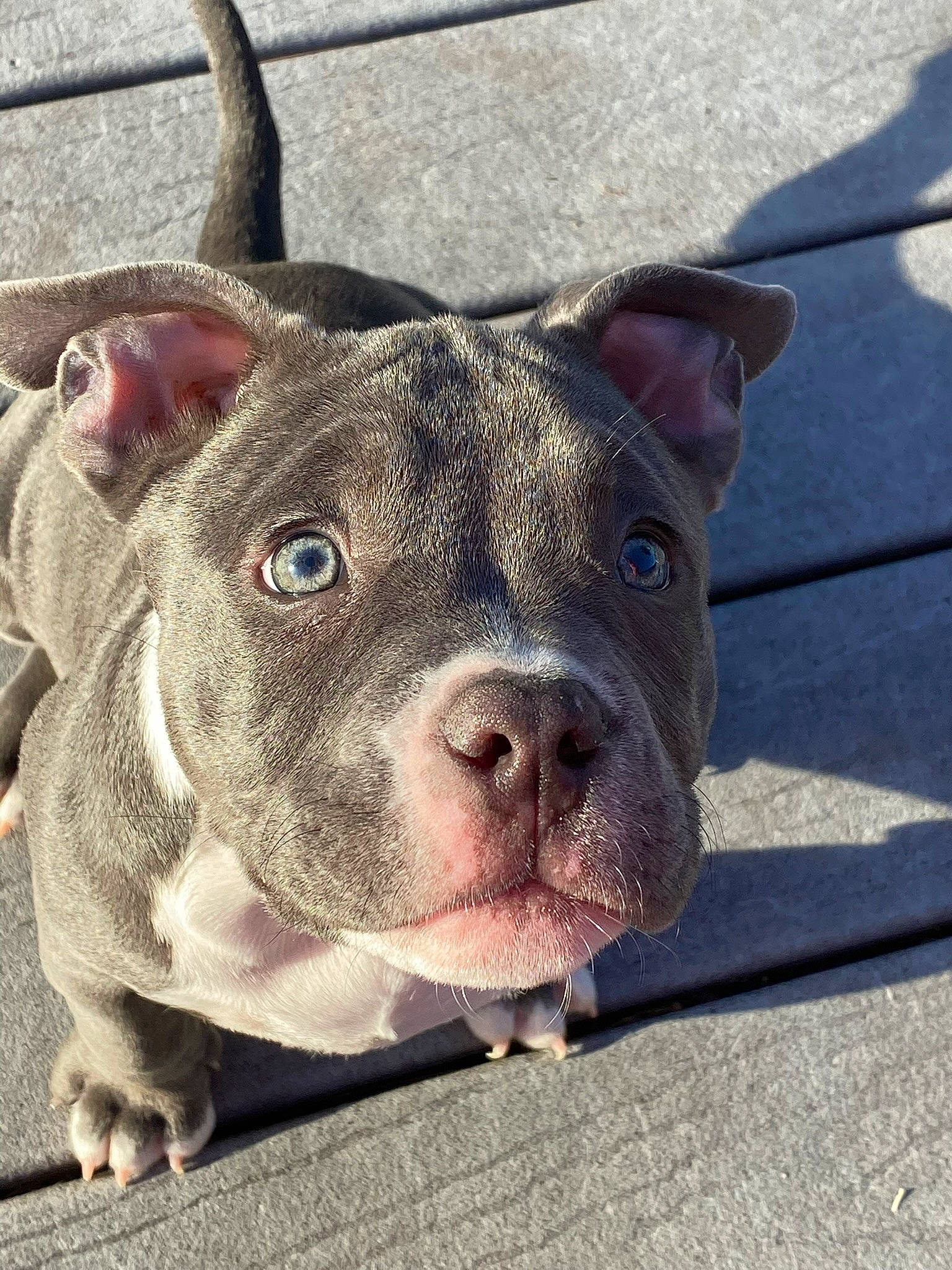 Khal is registered to the contest to win money with this photo: canidae, carnivore, companion_dog, dog, dog_breed, electric_blue, fawn, metal, non_sporting_group, road_surface, sporting_group, suidae, terrestrial_animal, whiskers, working_animal, wrinkle