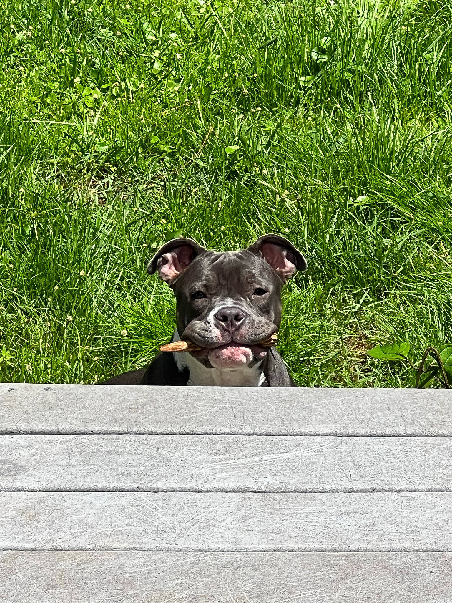 Khal is registered to the contest to win money with this photo: art, canidae, carnivore, companion_dog, dog, dog_breed, fawn, flower, garden, grass, groundcover, non_sporting_group, plant, puppy, snout, sporting_group, tail, terrestrial_animal, toy_dog, working_animal