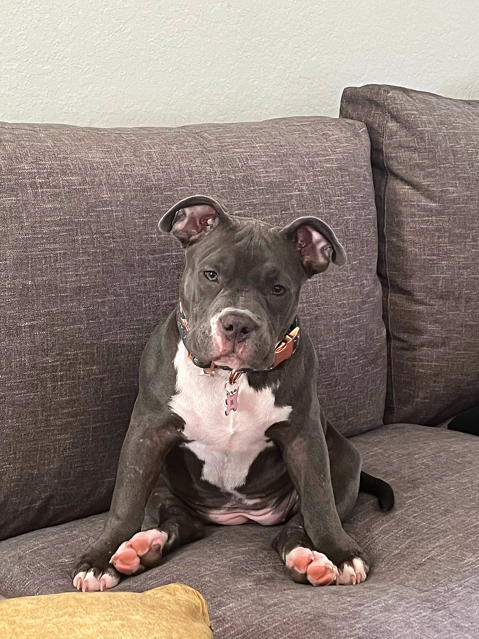 Khal joined the competition — help win amazing prizes! canidae, carnivore, collar, comfort, companion_dog, couch, dog, dog_breed, dog_collar, fawn, grey, molosser, non_sporting_group, sleeper_chair, snout, sporting_group, terrestrial_animal, working_animal, working_dog