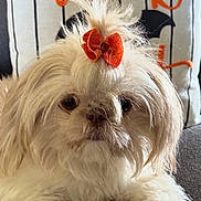 Co Co Chanel is registered to the contest to win money with this photo: dog, white_dog, bow, pet, fluffy, cute, couch, pillow, text, indoors, closeup, face, fur, decor, relaxing, animal, small_dog, looking, orange, cozy