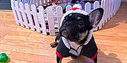 Loki joined the competition — help win amazing prizes! dog, french_bulldog, christmas_tree, holiday, christmas_lights, festive, costume, santa_hat, wooden_floor, pet, indoor, decorations, toy, white_picket_fence, black_dog, small_dog, cute, christmas_decor, holiday_season, animal