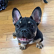 Loki joined the competition — help win amazing prizes! dog, puppy, french_bulldog, smiling, ears, floor, wooden_floor, indoor, pet, cute, animal, canine, face, close_up, happy, tongue, teeth, black_fur, tan_fur, looking_up