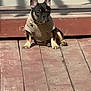 Loki joined the competition — help win amazing prizes! dog, puppy, sweater, wooden_deck, sunlight, shadow, outdoor, pet, small_dog, brown, black, ears, collar, flowers, plant, sitting, cute, animal, daylight, resting