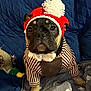 Loki joined the competition — help win amazing prizes! dog, french_bulldog, hat, knitted_hat, pom_pom, sweater, striped_sweater, pet_clothing, indoor, blanket, plush_toy, duck_toy, quilted_background, brown, black, cute, pet, animal, portrait, cozy