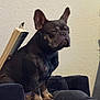 dog, french_bulldog, pet, indoor, couch, book, relaxed, seated, cozy, animal, furniture, wall, ears, snout, legs, paws, closeup, domestic_animal, companion, cute