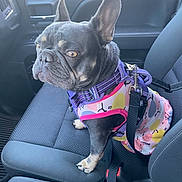 Sisu is registered to the contest to win money with this photo: dog, french_bulldog, pet, car_interior, seat, harness, clothing, black_dog, small_dog, leash, window, seatbelt, dog_fashion, canine, vehicle, companion, portrait, sitting, indoor, restraint