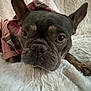 Sisu joined the competition — help win amazing prizes! dog, french_bulldog, pet, animal, close_up, fur, ears, eyes, blanket, plaid, jacket, cute, lying_down, indoor, cozy, snout, portrait, resting, mammal, canine