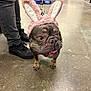 Sisu is registered to the contest to win money with this photo: dog, french_bulldog, pet, bunny_ears, costume, leash, store, floor, person, shoes, pants, animal, cute, happy, indoors, standing, brown, pink, accessory, playful