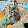 Colby joined the competition — help win amazing prizes! dog, french_bulldog, pet_clothing, green_jacket, living_room, couch, pillow, blanket, wooden_floor, indoor, canine, animal, tongue_out, curious, standing, furniture, home, brown_couch, paw_print, cozy