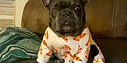Colby joined the competition — help win amazing prizes! dog, french_bulldog, pajamas, pizza_pattern, couch, blanket, paw_prints, bone_pattern, indoor, pet, animal, cute, cozy, brown_couch, ears_up, looking_at_camera, home, living_room, relaxed, seated