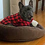 Colby joined the competition — help win amazing prizes! dog, french_bulldog, pet, indoor, dog_bed, plaid_shirt, red_and_black, wooden_floor, curtains, furniture, canine, cozy, looking_at_camera, household, domestic_animal, portrait, animal, pet_clothing, resting, ears_up