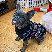 Colby joined the competition — help win amazing prizes! dog, french_bulldog, sweater, tongue_out, wooden_floor, christmas_tree, holiday, pet, indoor, decorations, festive, cute, animal, small_dog, christmas, fur, ears, looking_up, home, cozy