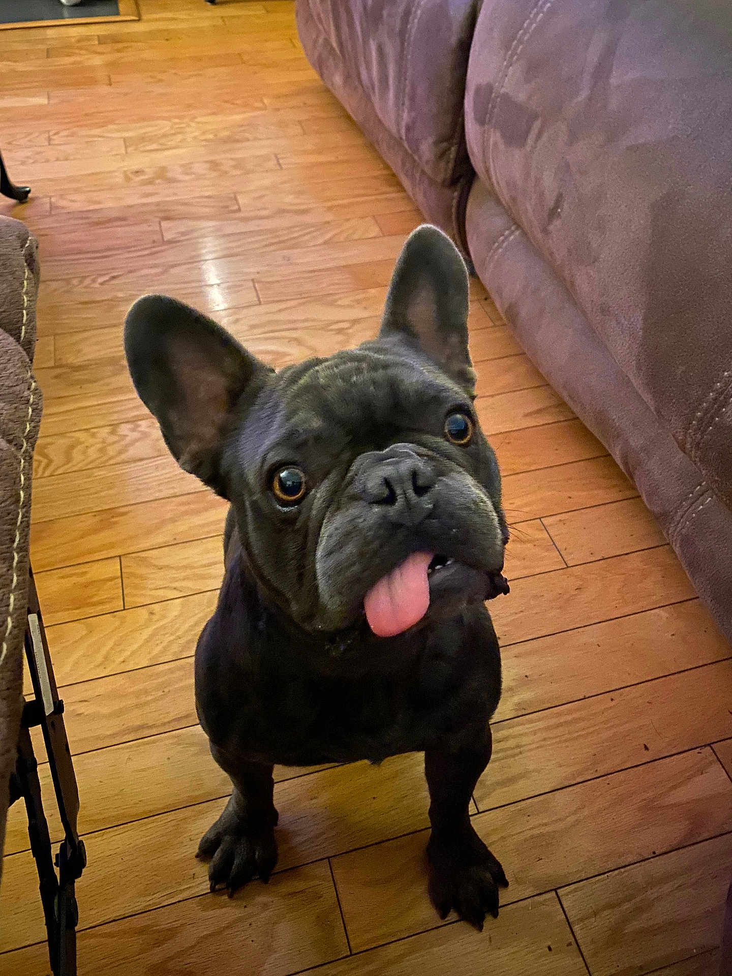 Colby