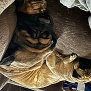 Harley joined the competition — help win amazing prizes! art, artifact, auto_part, bronze, cg_artwork, felidae, fictional_character, fur, gesture, human_leg, linens, metal, mythology, pattern, still_life, still_life_photography, visual_arts, whiskers, wood