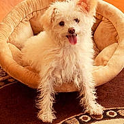 Niko is registered to the contest to win money with this photo: dog, pet_bed, curly_fur, white_dog, tongue_out, happy, cozy, indoor, carpet, patterned_rug, ears, small_dog, fur, cute, animal, domestic_animal, resting, relaxed, living_room, floor