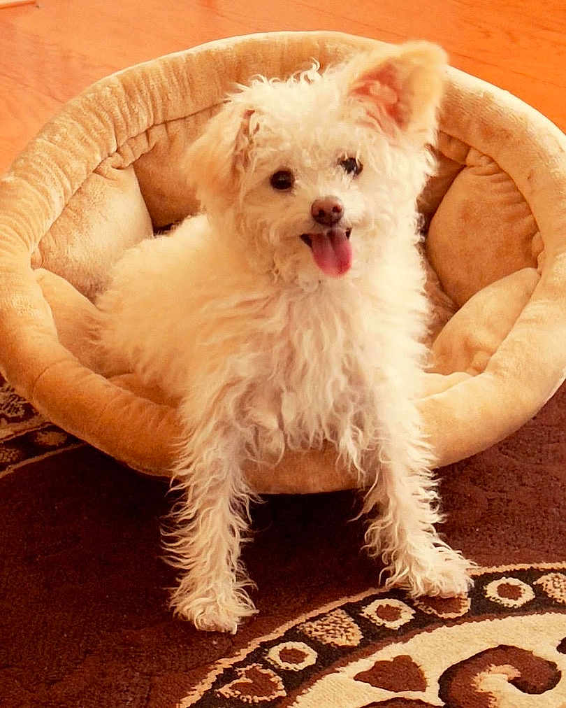 Niko is registered to the contest to win money with this photo: dog, pet_bed, curly_fur, white_dog, tongue_out, happy, cozy, indoor, carpet, patterned_rug, ears, small_dog, fur, cute, animal, domestic_animal, resting, relaxed, living_room, floor