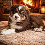 puppy, dog, carpet, fireplace, fire, cozy, warm, indoor, furry, cute, pet, animal, brown, white, relaxing, wood, logs, lantern, home, floor