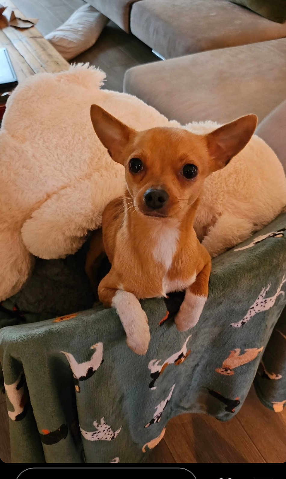 Paco a rejoint le concours — aidez-le/la à gagner de superbes lots ! dog, small_dog, tan_dog, white_paws, dog_bed, blanket, dog_pattern, couch, indoor, cozy, furniture, pet, animal, ears, cute, looking_at_camera, wooden_floor, plush, home, relaxed