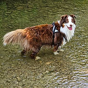 Smiley participe au concours pour gagner de l'argent avec cette photo : dog, water, river, shallow_water, outdoor, nature, animal, happy, canine, fur, pet, harness, smiling, tongue_out, brown_fur, white_fur, leaf, rocks, standing, summer