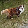 dog, water, river, shallow_water, outdoor, nature, animal, happy, canine, fur, pet, harness, smiling, tongue_out, brown_fur, white_fur, leaf, rocks, standing, summer