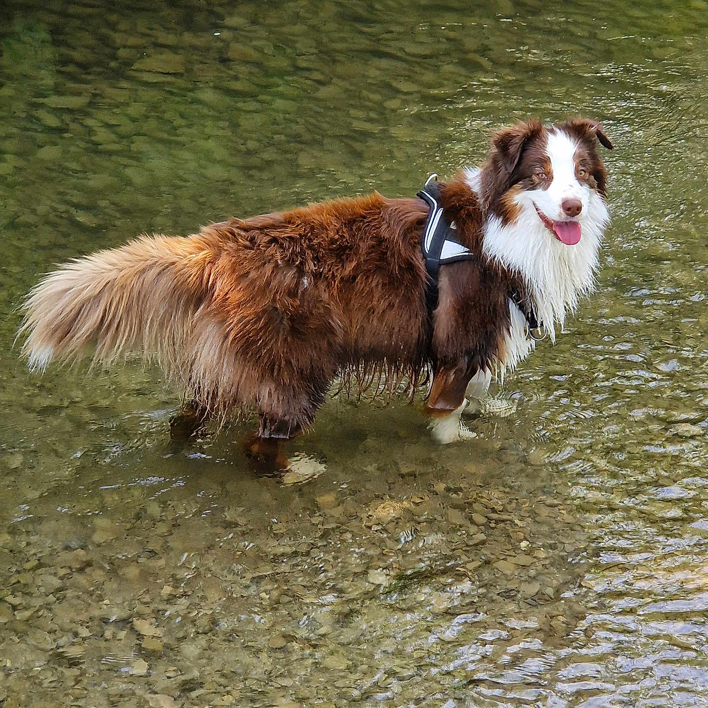 Smiley participe au concours pour gagner de l'argent avec cette photo : dog, water, river, shallow_water, outdoor, nature, animal, happy, canine, fur, pet, harness, smiling, tongue_out, brown_fur, white_fur, leaf, rocks, standing, summer