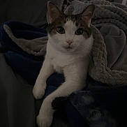 William is registered to the contest to win money with this photo: animal, bed, blanket, cat, comfort, cozy, cute, domestic, feline, fur, home, indoor, pet, portrait, relaxed, resting, sleepy, soft, warm, whiskers
