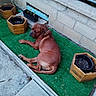 animal, artificial_grass, brown_dog, canine, concrete_wall, daylight, dog, empty_planter, fence, flower_pot, garden, leisure, nature, outdoor, pet, plants, relaxing, resting, sidewalk, wooden_planter