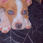 Ivory is registered to the contest to win money with this photo: puppy, dog, blue_eyes, cute, close_up, lying_down, pet, animal, face, ears, nose, paws, fur, young, indoors, blanket, pattern, black_background, text_overlay, resting