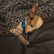 King joined the competition — help win amazing prizes! dog, sleeping, blanket, cozy, paw, fur, pet, collar, resting, indoor, cute, snuggled, warm, animal, relaxation, brown, white, soft, closeup, comfort