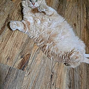 Theo joined the competition — help win amazing prizes! cat, fluffy, cream_color, lying_down, wooden_floor, pet, indoor, curious, green_eyes, paws, relaxed, feline, animal, cute, whiskers, soft_fur, mammal, domestic, playful, background