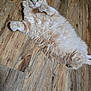 cat, fluffy, cream_color, lying_down, wooden_floor, pet, indoor, curious, green_eyes, paws, relaxed, feline, animal, cute, whiskers, soft_fur, mammal, domestic, playful, background