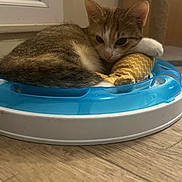 Mimi a rejoint le concours — aidez-le/la à gagner de superbes lots ! cat, kitten, tabby, toy, plush_mouse, blue, white, floor, wooden_floor, indoor, resting, sleepy, cute, pet, animal, small, feline, cozy, hugging, calm