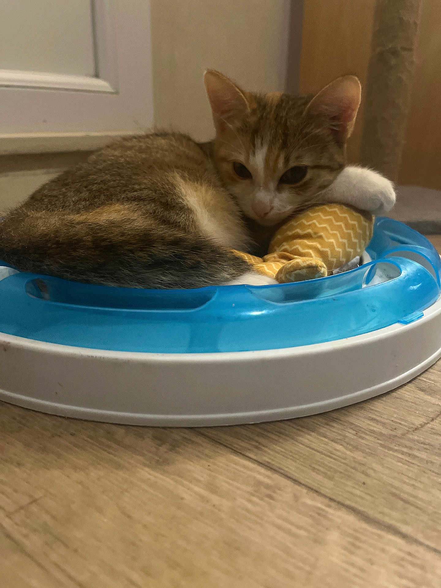 Mimi a rejoint le concours — aidez-le/la à gagner de superbes lots ! cat, kitten, tabby, toy, plush_mouse, blue, white, floor, wooden_floor, indoor, resting, sleepy, cute, pet, animal, small, feline, cozy, hugging, calm