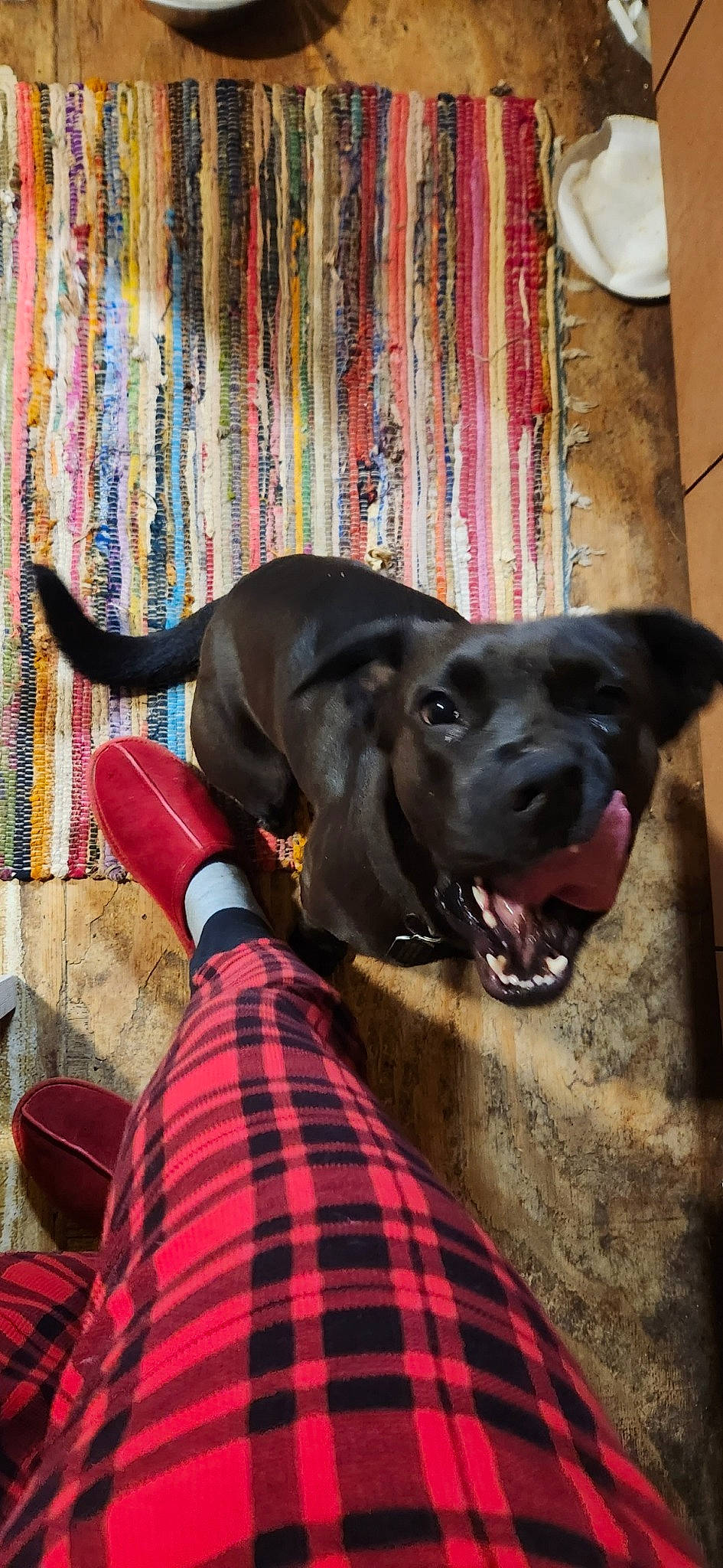 Francis Jane joined the competition — help win amazing prizes! carnivore, collar, comfort, companion_dog, dog, dog_breed, dog_collar, dog_supply, fawn, liver, mammal, pet_supply, plaid, snout, sporting_group, tartan, vertebrate, wood, working_animal