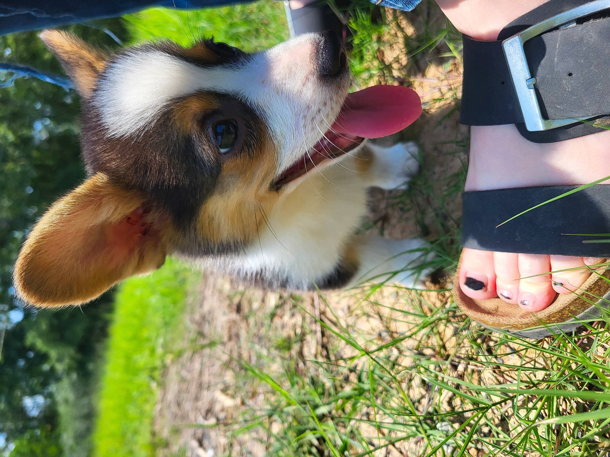 Mabel joined the competition — help win amazing prizes! barefoot, canidae, carnivore, companion_dog, dog, dog_breed, fawn, foot, fur, grass, herding_dog, human_leg, paw, personal_protective_equipment, plant, recreation, sandal, sporting_group, working_animal, working_dog