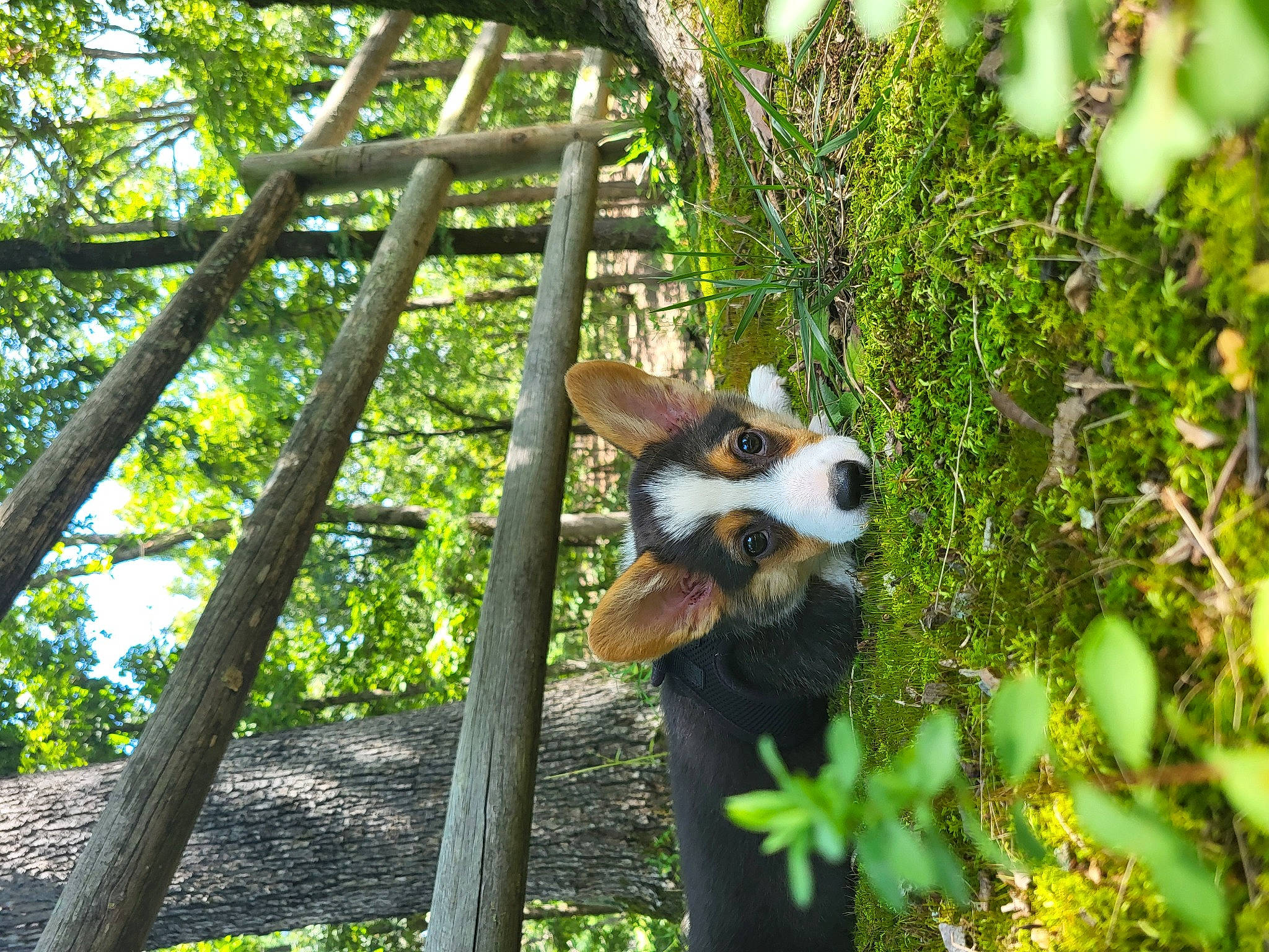 Mabel is registered to the contest to win money with this photo: carnivore, fawn, forest, grass, jungle, northern_hardwood_forest, panda, plant, plant_stem, rainforest, red_panda, temperate_broadleaf_and_mixed_forest, terrestrial_animal, terrestrial_plant, tree, trunk, twig, wildlife, wood, woodland