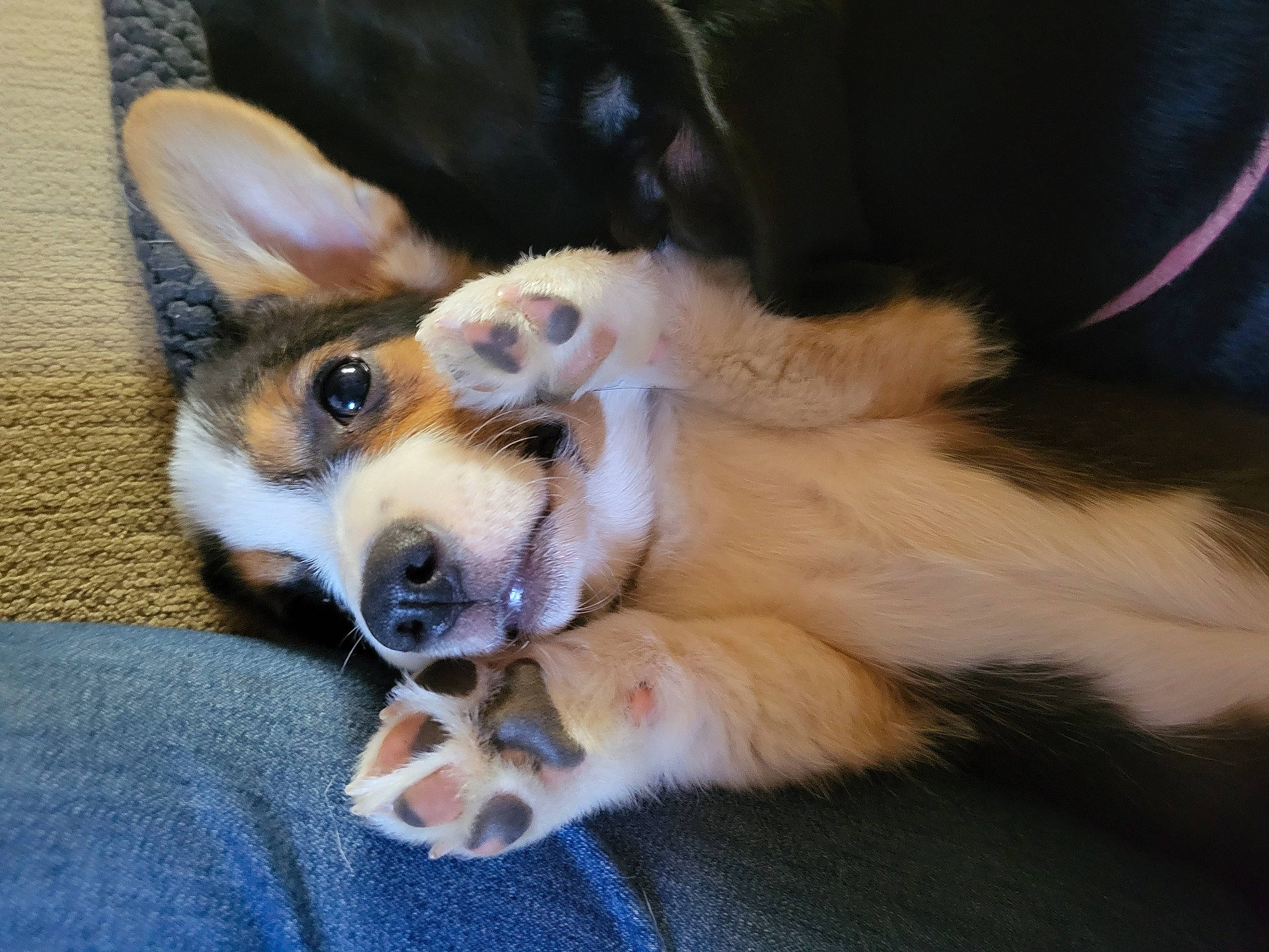 Mabel is registered to the contest to win money with this photo: canidae, cardigan_welsh_corgi, carnivore, clock, companion_dog, dog, dog_breed, ear, fawn, foot, fur, herding_dog, paw, sporting_group, tail, terrestrial_animal, welsh_corgi, whiskers, working_animal, working_dog