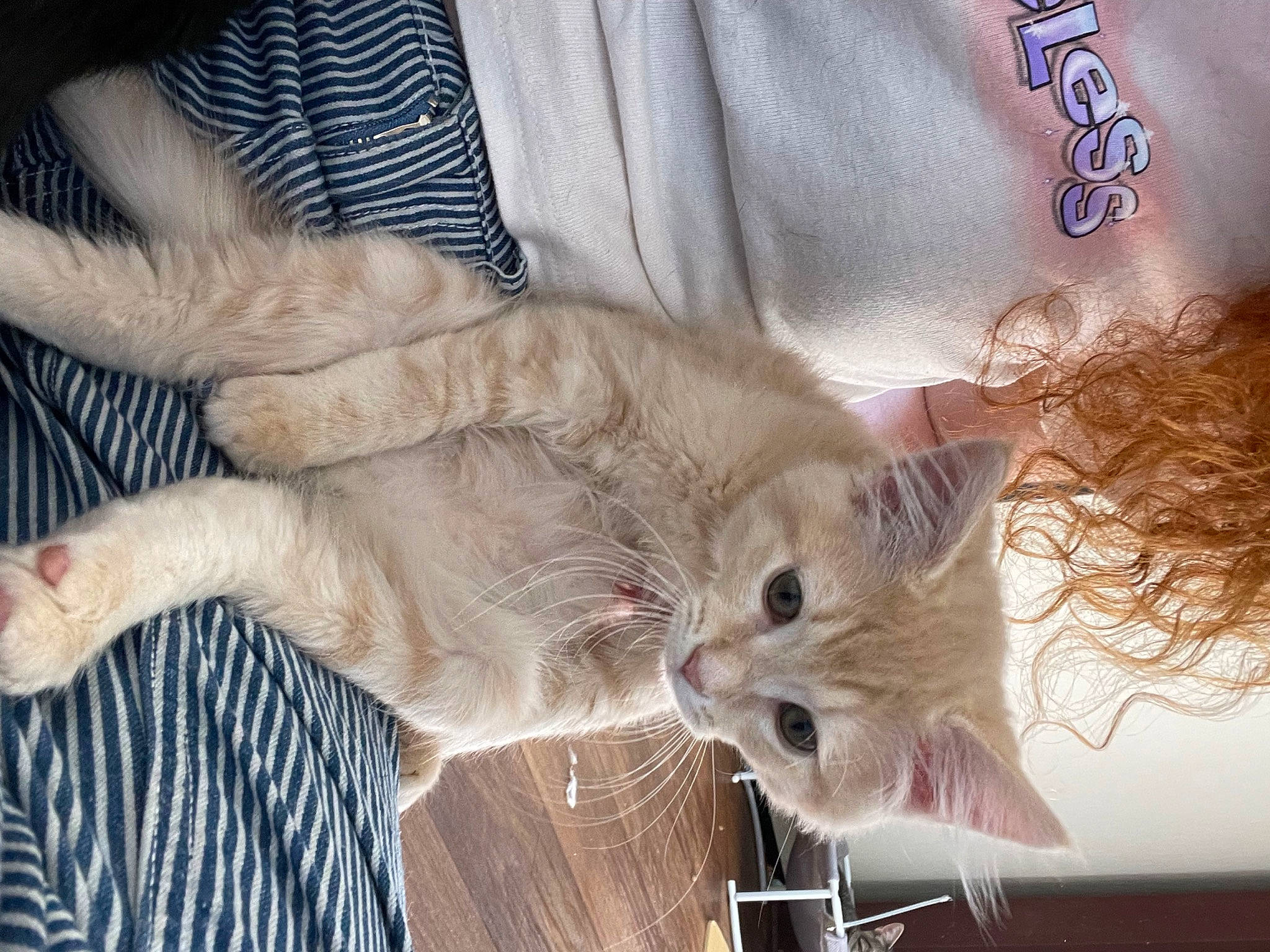 Kenny is registered to the contest to win money with this photo: carnivore, cat, claw, comfort, domestic_short_haired_cat, ear, fawn, felidae, fur, paw, small_to_medium_sized_cats, snout, tail, whiskers